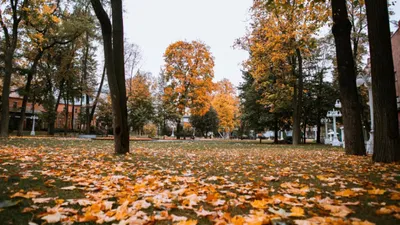 Последний день октября и золотая осень: топ-10 самых атмосферных фото из  соцсетей