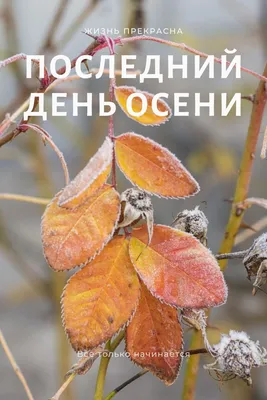 Сегодня уже последний день осени 2020 г.😃 С чем мы, ВАС ПОЗДРАВЛЯЕМ!!!  🍁🍂🌨❄ Все ближе дыхание зимы,.. | ВКонтакте