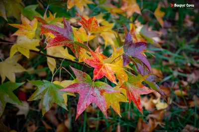 Открытки - Доброе утро! 🍂🍁❄❄ А сегодня, кстати, последний день ноября, последний  день осени... Завтра зима! Прощай, еще одна осень нашей быстротечной жизни!  | Facebook