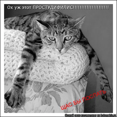 Котоматрица: Ох уж этот ПРОСТУДИФИЛИС!!!!!!!!!!!!!!!!!!!!! ЩАС БЫ ПОСПАТЬ