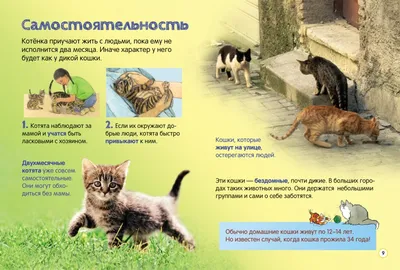 Повадки котенка - картинки и фото koshka.top