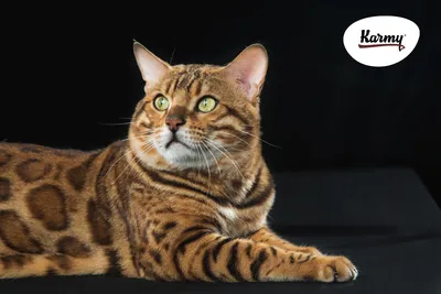 ТОП самых умных кошек | Karmy | Дзен