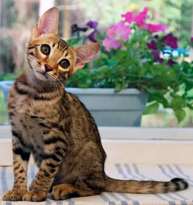 Характер котов и кошек породы серенгети и их повадки
