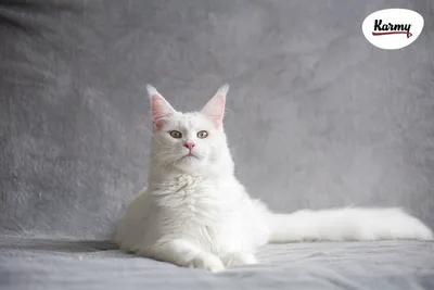 ТОП 5 пород кошек-недотрог | Karmy | Дзен
