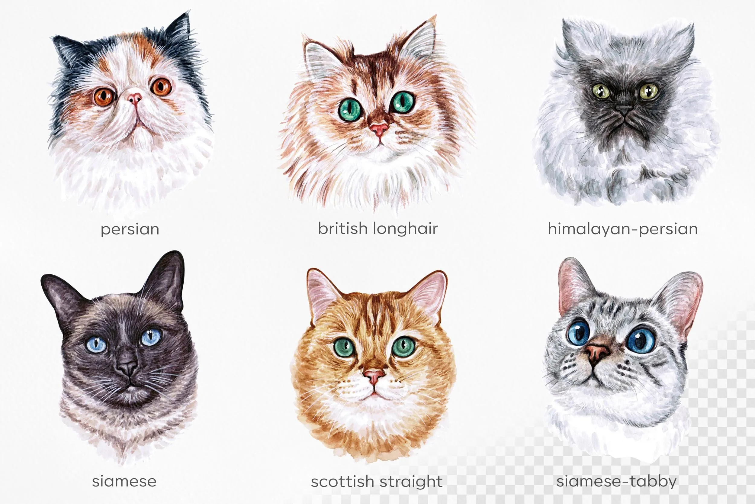 5 типов кошек. Разные породы кошек. Рисунок кошка разные породы. Породы кошек карточки для детей. Морды котов разных пород.