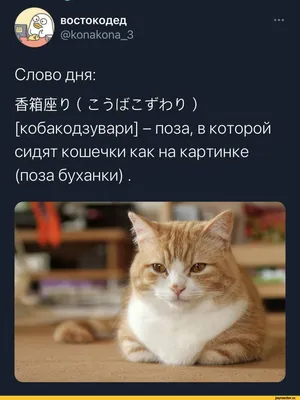 востокодед @копакопа_3 Слово дня: ШШШО ( ) [кобакодзувари] - поза, в  которой сидят кошечки как на картинке (поза буханки). / twitter :: интернет  :: котэ картинки - JoyReactor