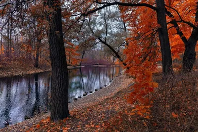 Поздняя осень. — конкурс \"Тревожный пейзаж\" — Фотоконкурс.ру