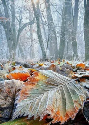 что нарисовать поздняя осень