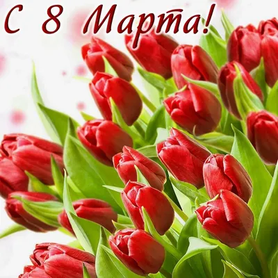 Блог \"Разноцветный мир\": 8 марта, или День тюльпанов