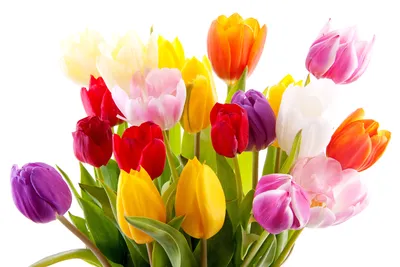 Цветочная открытка в день 8 марта с розовыми тюльпанами на фоне | Flyvi