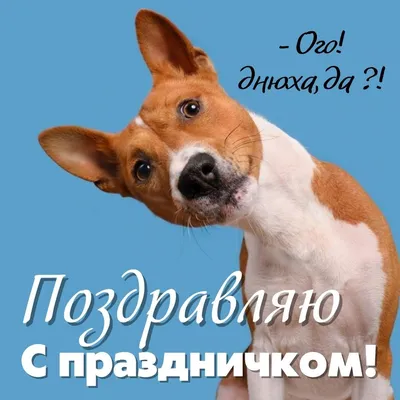 Открытки с днем рождения с собакой. 🐶🐾 40 (41 шт.)