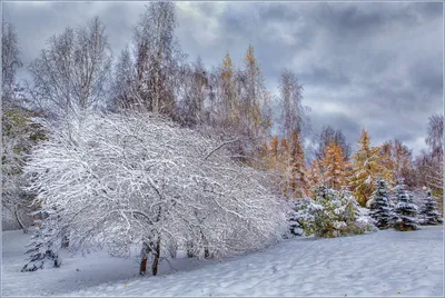 Веселые поздравления в стихах и прозе с Первым днем зимы – поздравь друга с  1 декабря | Курьер.Среда | Дзен