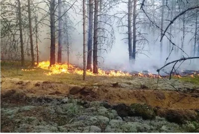 Пожар — стоковые фотографии и другие картинки Лесной пожар - Лесной пожар,  Изменение климата, Австралия - Австралазия - iStock