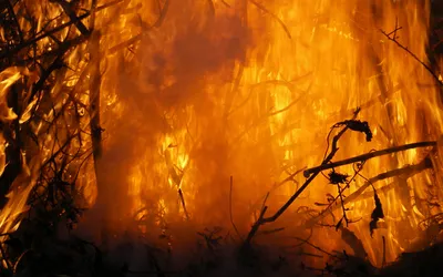 картинки : Огонь, Лесной пожар, высокая температура, филиал, Пламя,  Атмосферное явление, лес, Солнечный лучик, дерево, атмосфера, мероприятие,  Northern hardwood forest, Геологическое явление, растение, вечер, Лесистая  местность 2560x1600 - ashish kumar ...