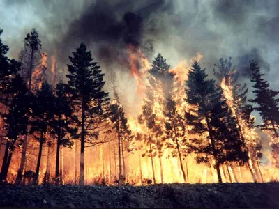 Скачать 1400x1050 лес, огонь, пожар, деревья, стихия обои, картинки  стандарт 4:3