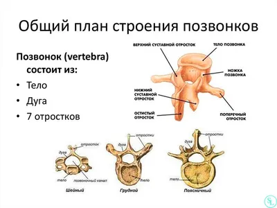 Позвоночник человека - анатомия, позвонки, изгибы и отделы