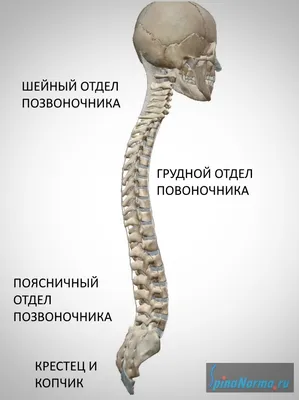 Мужской Позвоночник Человека 3d Иллюстрация — стоковые фотографии и другие  картинки Хребет - часть тела - Хребет - часть тела, Боль в спине,  Рентгеновский снимок - iStock