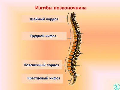 Картинки на тему #позвоночник - в Шедевруме