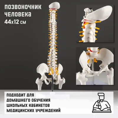 Скелет человека — Википедия