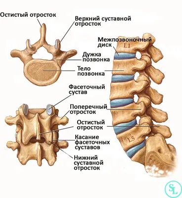 Анатомия и физиология позвоночника