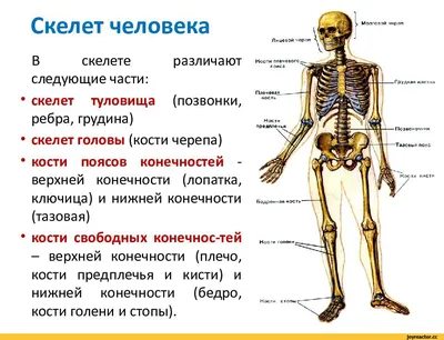 russian по низкой цене! russian с фотографиями, картинки на позвоночник  человека фотографии.alibaba.com