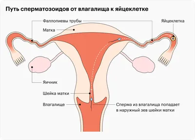 Какая поза лучше для зачатия ребенка: картинки и описание