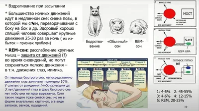 Если крысе не давать спать, она умрёт через 3 недели — как работают мозг и  сон / Хабр