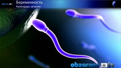 ⚠️Правила интимной близости у мусульман. 50 оттенков исламского  сексуального этикета. | Ольга о Египте 🇪🇬 и не только | Дзен