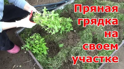 Кухонная или пряная грядка! кто практикует? покажите реальные фото: Группа  Наши грядки