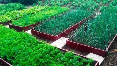 14 полезных растений и пряных трав – в ваш аптекарский огород | Полезно  (Огород.ru)