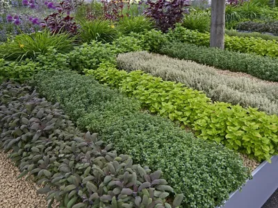 Пряные травы. Что можно вырастить на даче и дома на балконе? | АМИНОСИЛ -  витамины для растений | Дзен