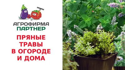 Из трав и специй: 7 способов вырастить пышную и простую клумбу на вашей даче  | ivd.ru