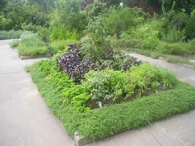 Как выращивать овощи и зелень на подоконнике: правила, секреты, выбор  инвентаря – блог интернет-магазина Порядок.ру