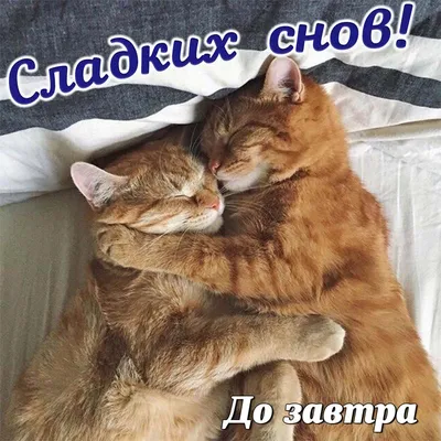 Картинка сладких снов с котиками