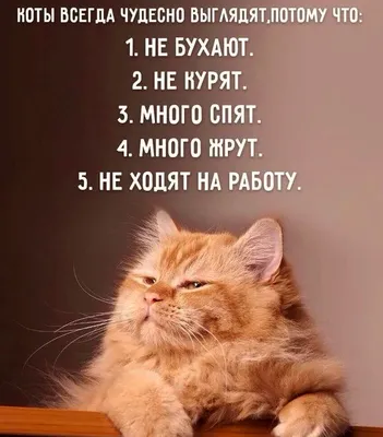 Коты и Кошки прикольные смешные картинки - ФУДИ