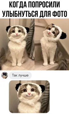 Mom:Did you smoke weed in the room Me: of course not My cat in the corner:  / картинка с текстом :: без перевода :: интернет :: котэ (прикольные  картинки с кошками) /