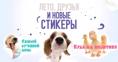 Новые стикерпаки – новые друзья! | Viber