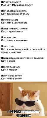 Наташ, ты спишь? Мы все уронили»: как коты в мем-культуре трактуют события  весны 2020-го | Sobaka.ru