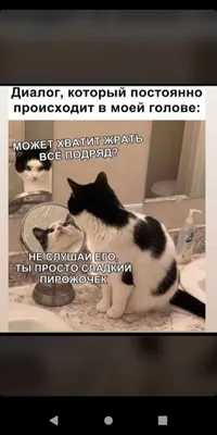 Pin by Людмила on cats | Jokes, Memes, Funny