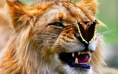 Лев прикольный рисунок - 70 фото