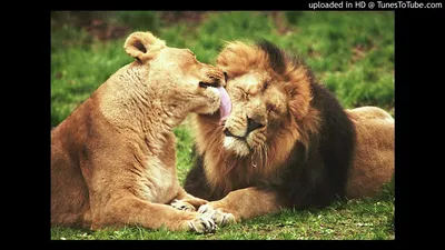 Открытки львы любовь прикольные (64 фото) » Красивые картинки и открытки с  поздравлениями, пожеланиями и статусами - Lubok.club