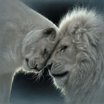 Львы картинки любовь прикольные - 66 фото