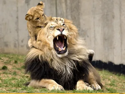 Фотогалерея \"Львы\" - \"Морда льва крупным планом\" - Фото диких кошек