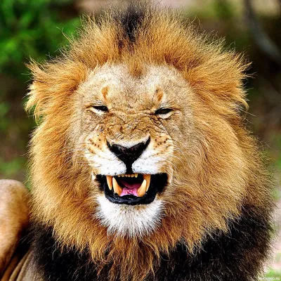 Картинки лев с короной (100 фото) • Прикольные картинки и позитив