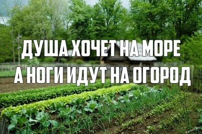 Сибирячка рассказывает в «ТикТоке» про сад и огород 29 июля 2021 г. - 29  июля 2021 - НГС