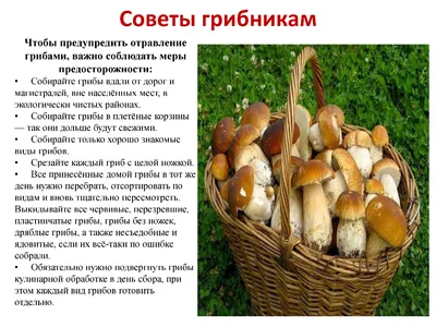 Прикольные картинки про сбор грибов фотографии