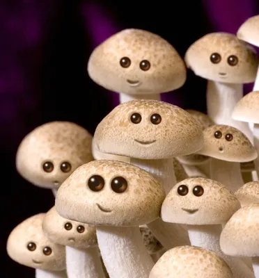 Сбор грибов - «Сбор грибов или тихая охота в Краснодарском крае: места и  сезон сбора.» | отзывы