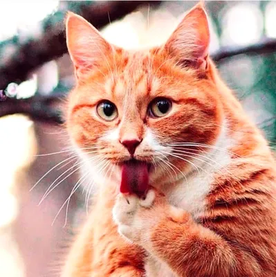 Лучшие шутки и мемы из Сети (15 фото) » Триникси | Смешные фото кошек,  Веселые картинки, Домашние животные юмор