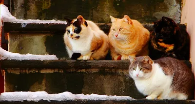 Прикольные рыжие коты рисунки - 74 фото