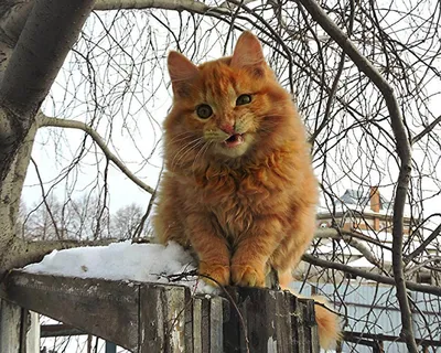 Чужой рыжий кот | Пикабу